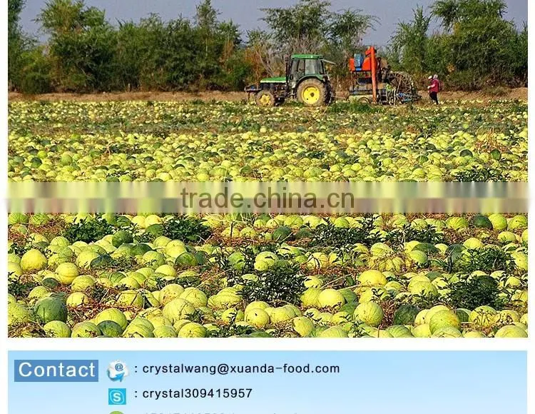 sell cheap natural style melon seeds with different size