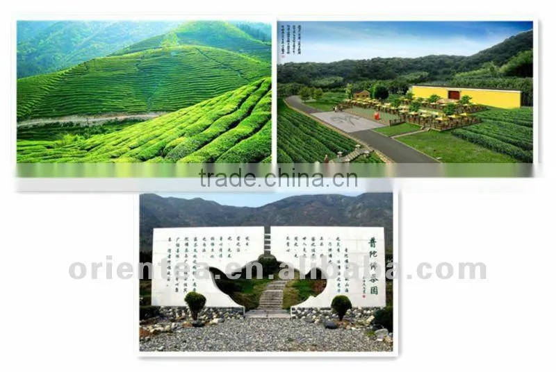 chinese famous green tea buddhist tea