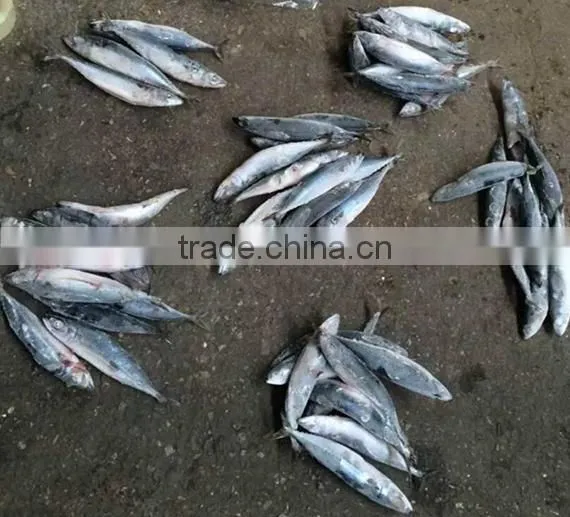 Fresh Ram Materials W/R Frozen Pacific Mackerel