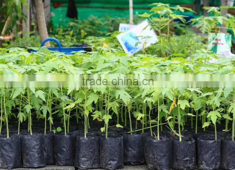 Small black non woven growing bags