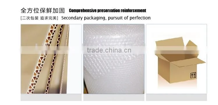 Chinese natural Jasmine tea bag