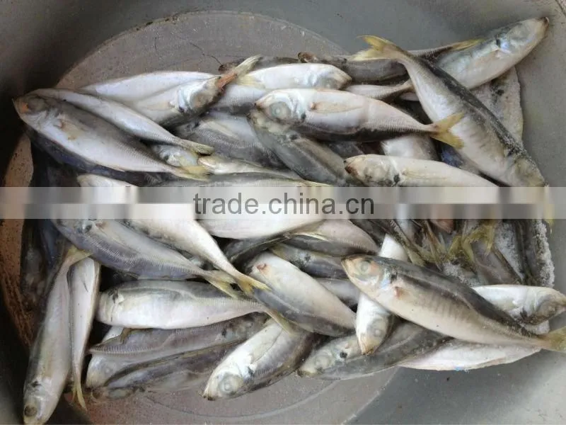 12-14pcs/kg Frozen Whole Round Scad Fish