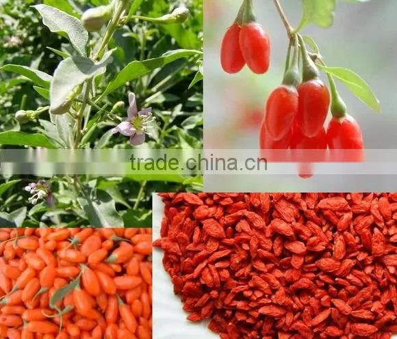 dried wolfberry/high quality goji