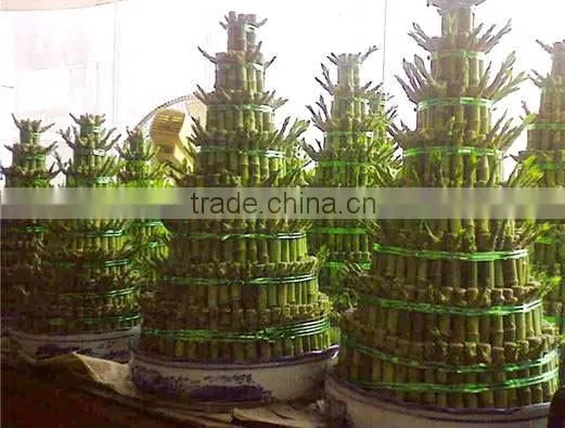 Indoor decorative ornamental bonsai plants of Dracaena sanderiana