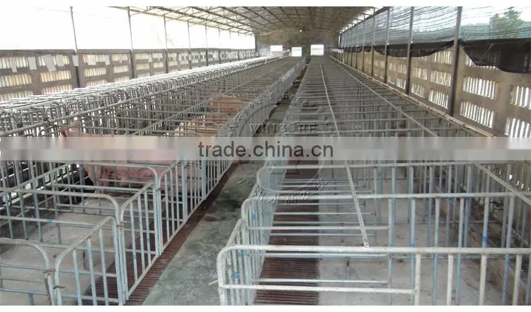 Automatic pig feeding system for fattening pig