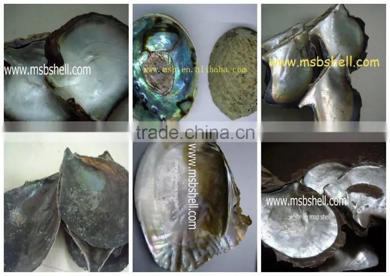 black lip mother of pearl (MOP) raw shell pinctada margaritifera