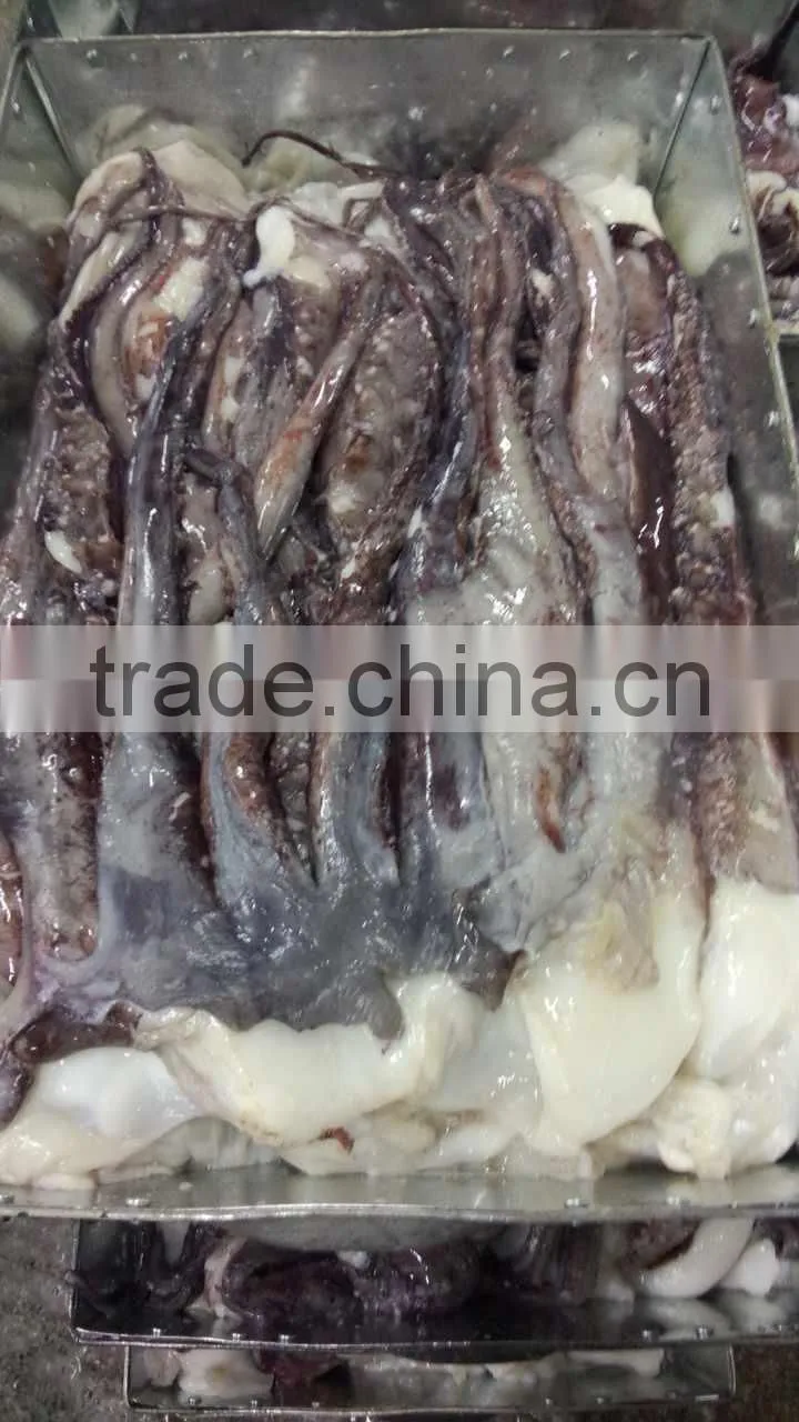 frozen bait of giant squid tentacle