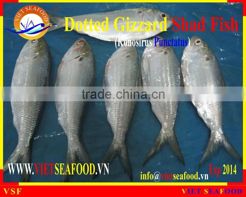 FROZEN DOTTED GIZZARD SHAD FISH W/R