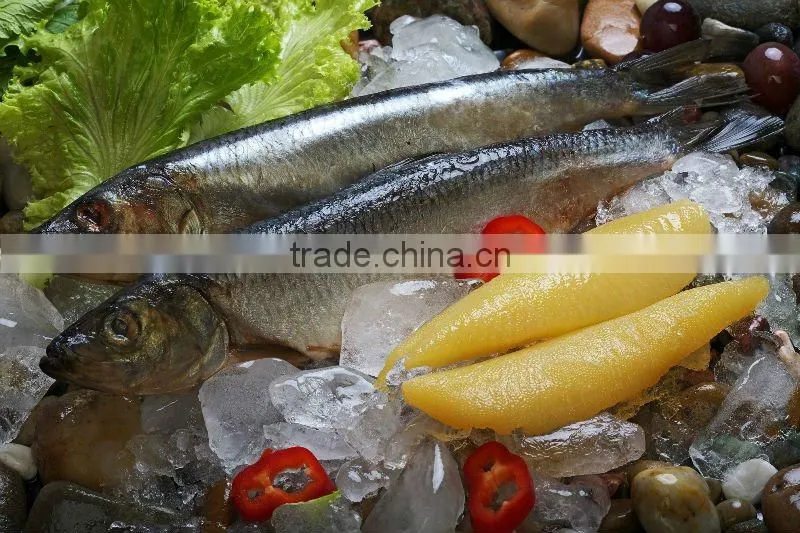 Frozen herring fish fillets IQF
