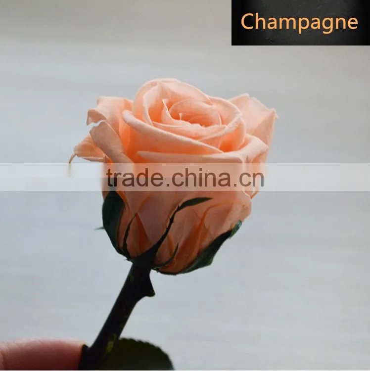 Fresh Cut Flowers Roses Long Lasting Big Rose Flower With Stem
