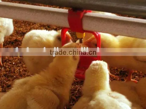 Automatic poultry watering system for chickens