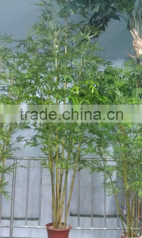 Lucky bamboos