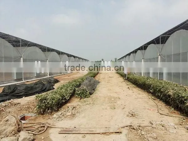 Cut Flower Greenhouse For Middle East