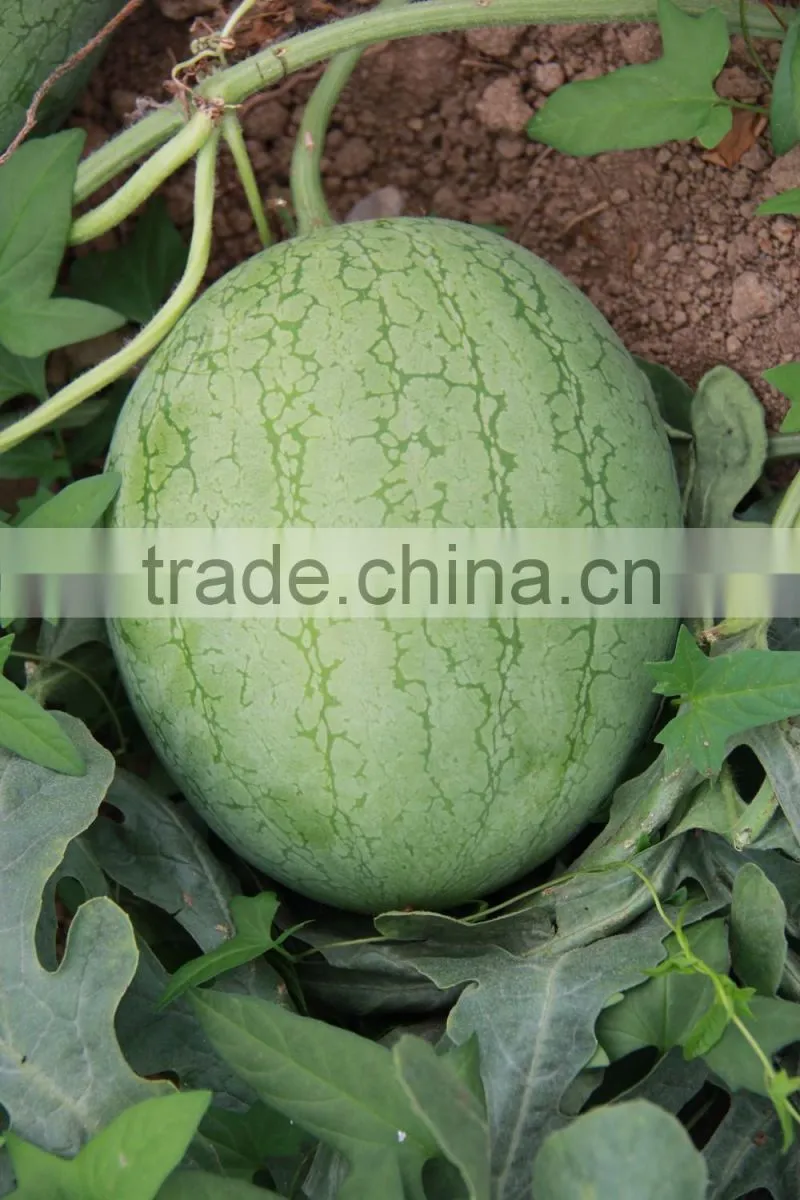 Hybrid f1 watermelon seeds-Beautiful exquisite
