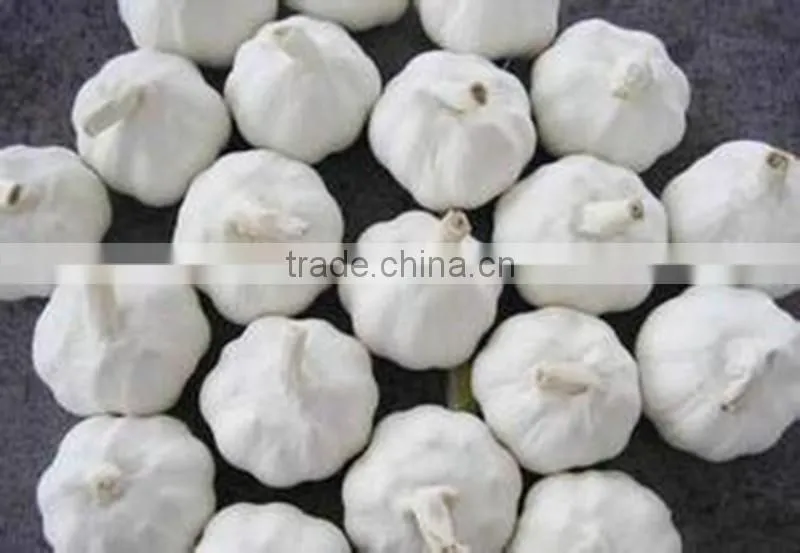 Low Price Buy Chinese Garlic