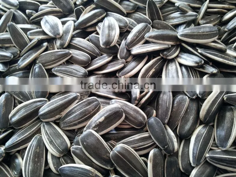 sunflower seeds 5009 24/64, 24/68