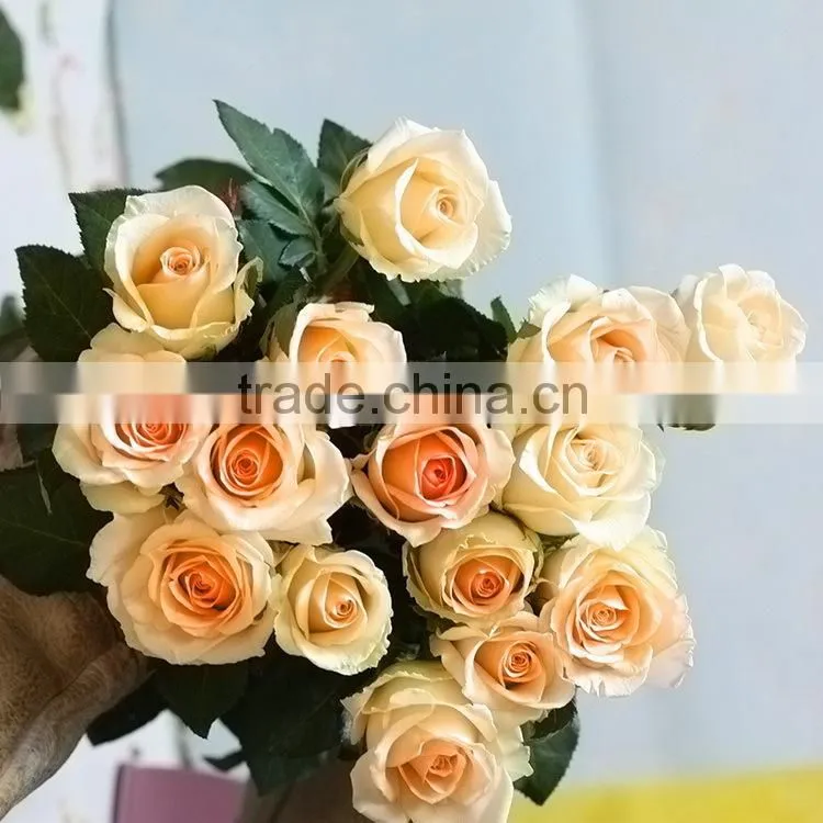 High quality promotional champagne color rose flowers
