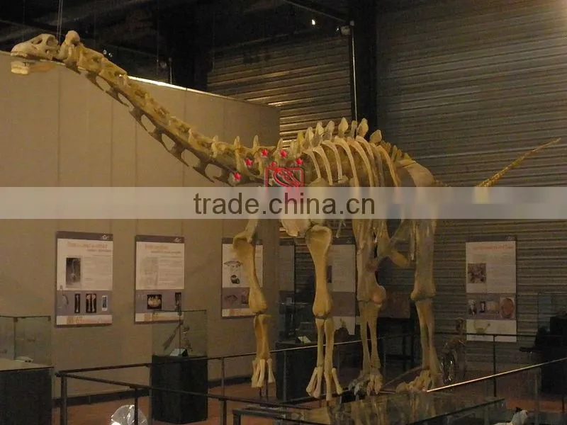 Exhibition Dinosaur Skeleton Fossil Of Ampelosaurus