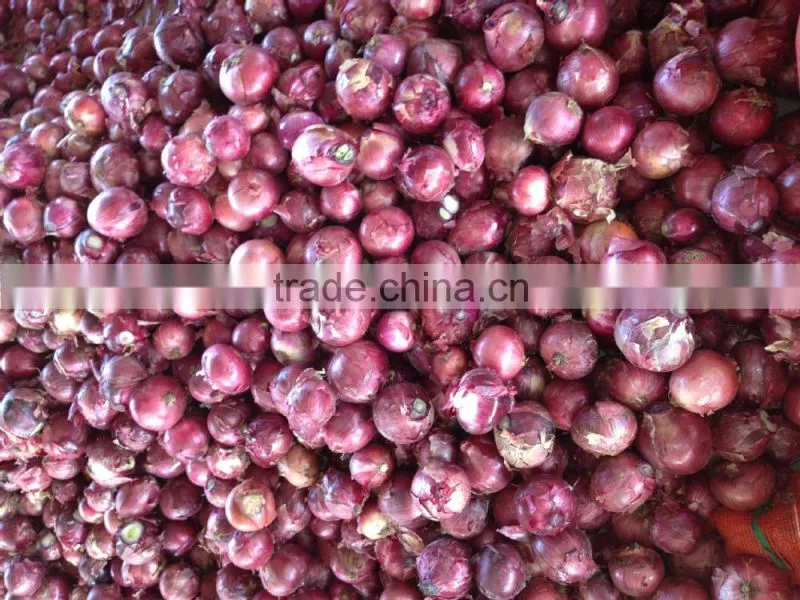New and bulk crop onion