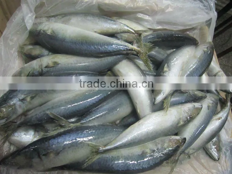 frozen whole wroud mackerel
