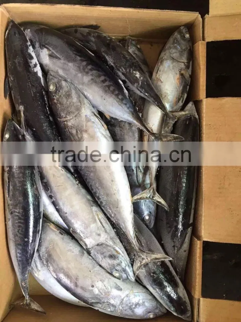 2016 high quality 400-700g of Frozen Whole Round Bonito for sale