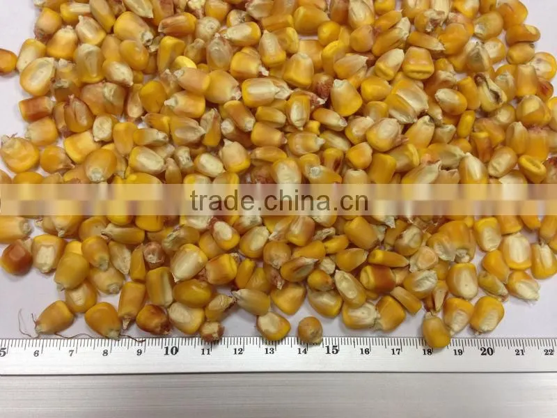 UKRAINIAN CORN