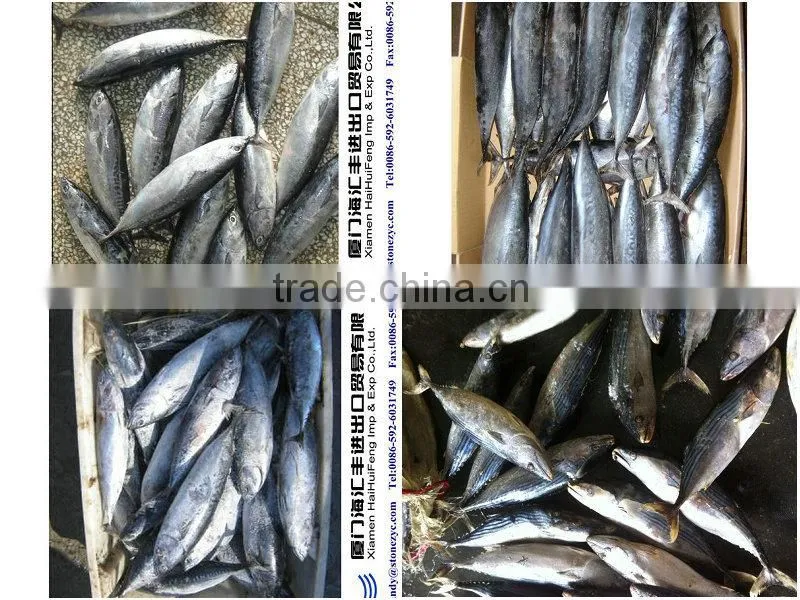 Sea fish frozen bonito fish