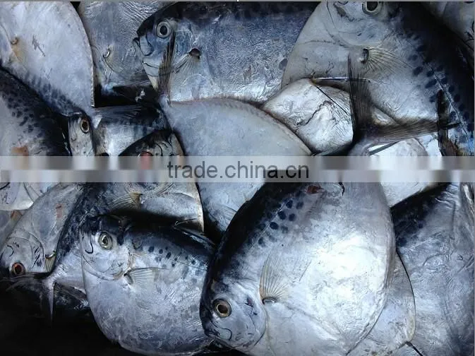 Fresh new stock of moonfish China origin