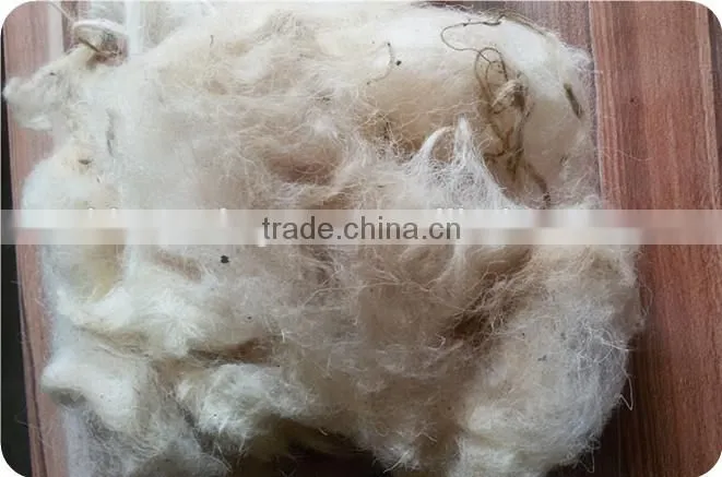 Good white Greasy raw sheep wool use for Carpet