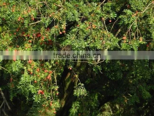 Taxus Bacatta Tree Seedling