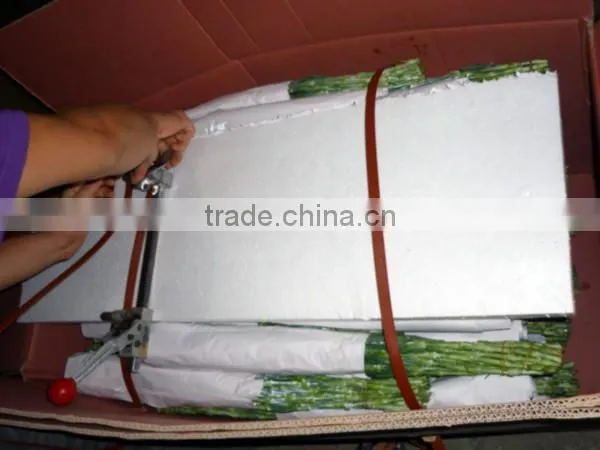 fresh cut flower pink carnation from china mother's day