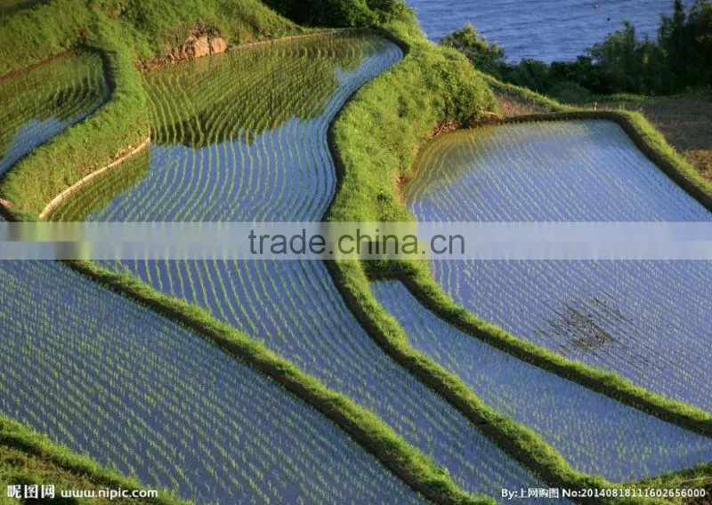 Chinadrip Irrigation supplies sprinkler system sprinkler heads