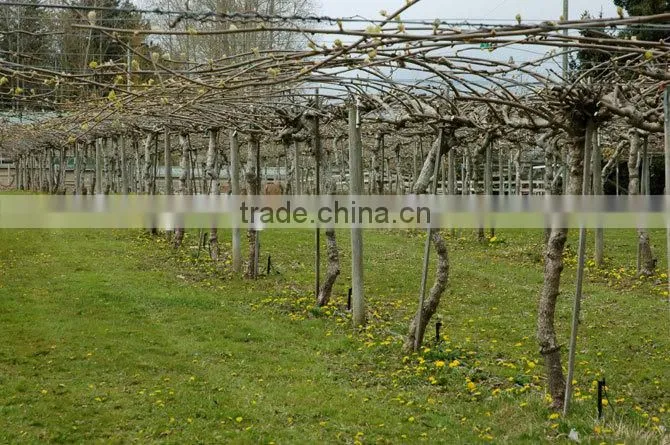 Plant Support Trellis