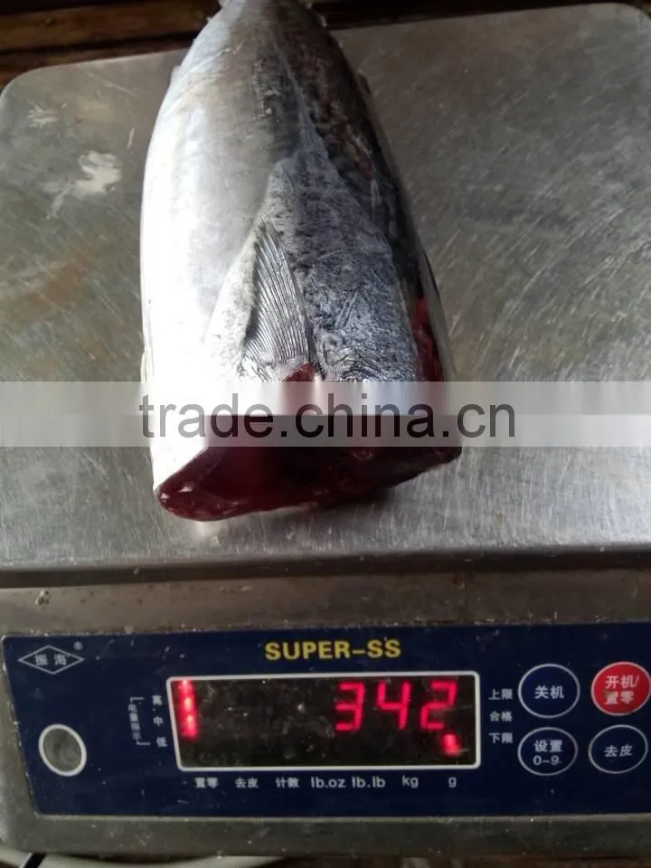 2015 frozen bonito HGT 300g+/pc for canned