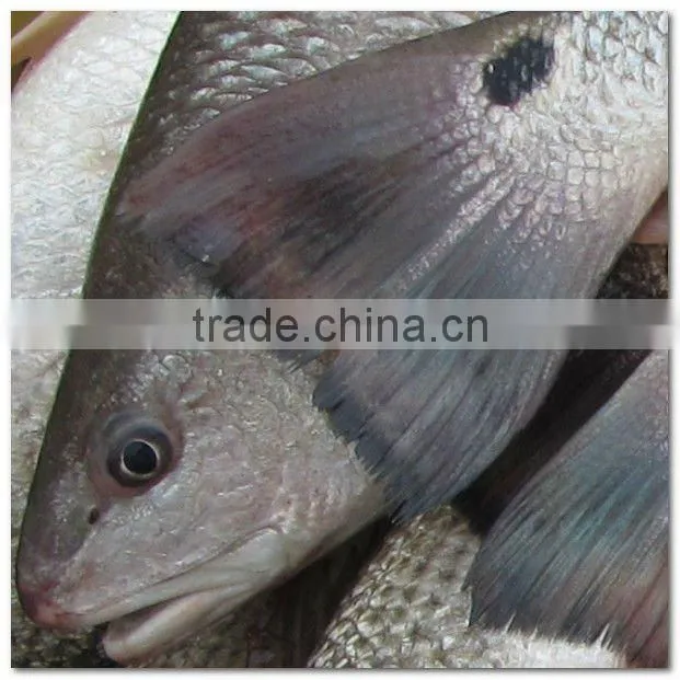 Frozen sciaenops ocellatus whole round