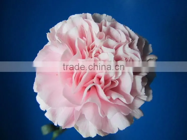 Alibaba china crazy selling fresh cut carnation flower for wholesale