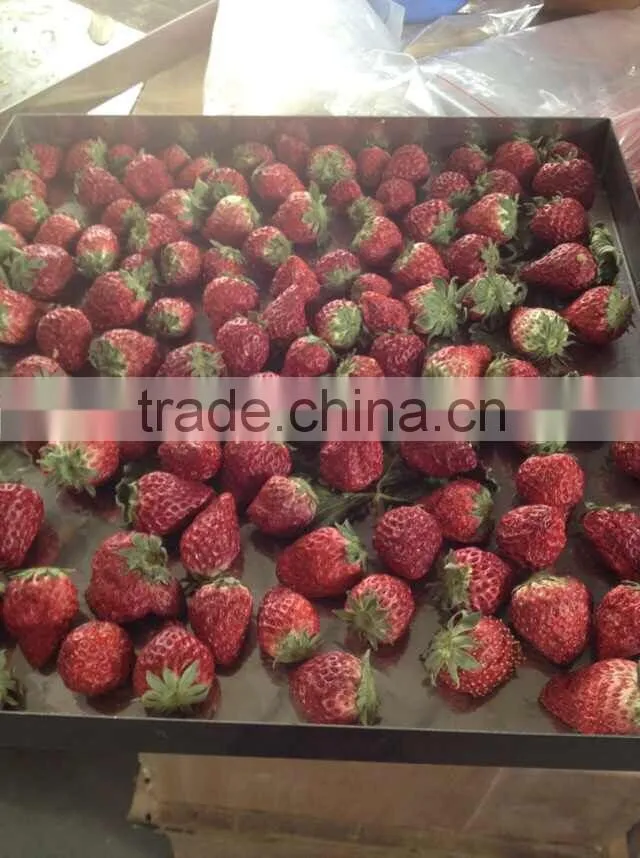 high-quality large capacity Vacuum freeze drying machine