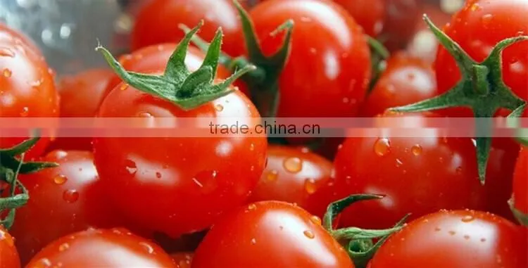 FAQ 39--What Kind Of Organic Fertilizer Can Be Used As Tomato Fertilizer?