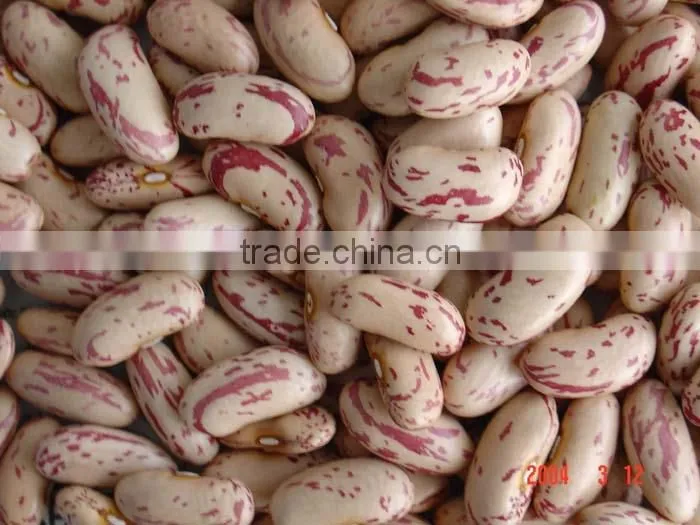 Light Speckled Kidney Beans 2010 round