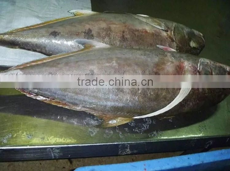 Caranx sexfasciatus frozen Bigeye Trevally fish