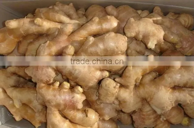 Good qualtity chinese fresh gingers