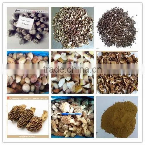 Wild Morel Porcini Truffle Chanterelle Price, Market Price for Mushroom