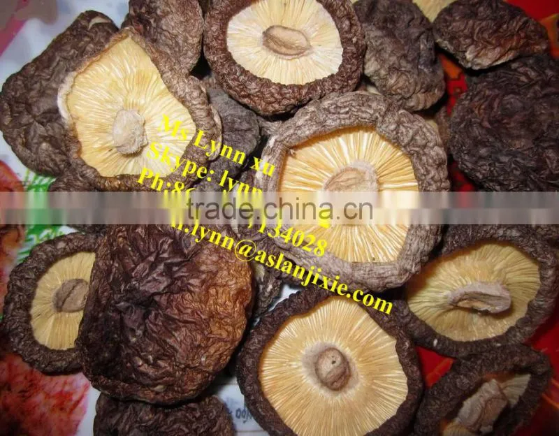 high quality mushroom /dry shiitake mushroom