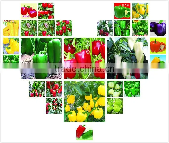 Cold resistant pink and green lolor kale seeds