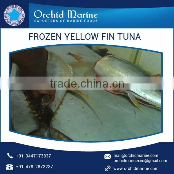 Highly Nutritious Whole Round Yellowfin Tuna for Bulk Export