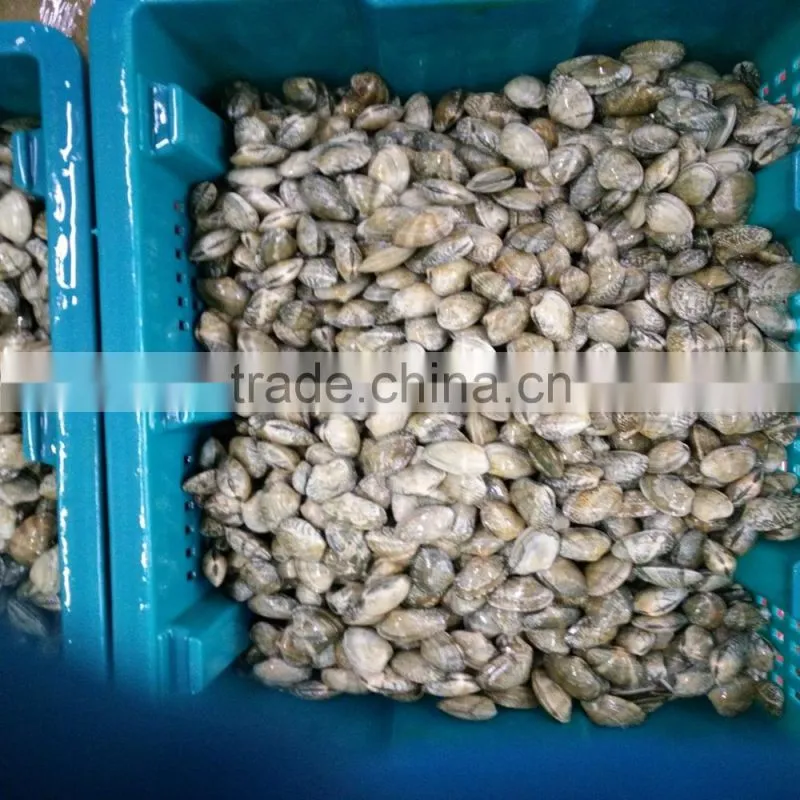 Top Quality Clams With Shell for Sale