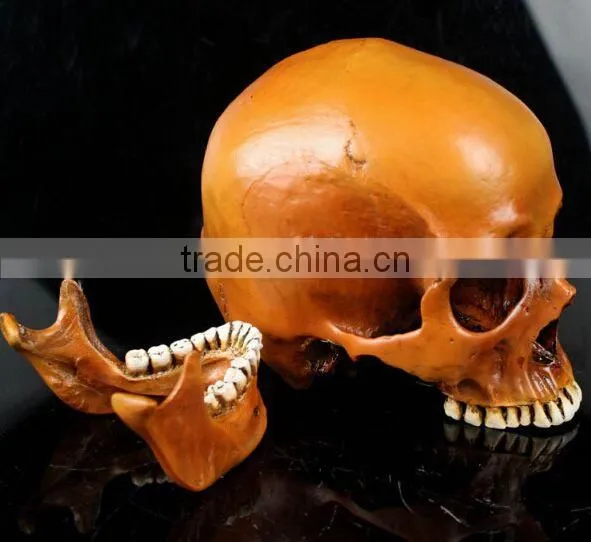 Human Resin Skull Model for Halloween
