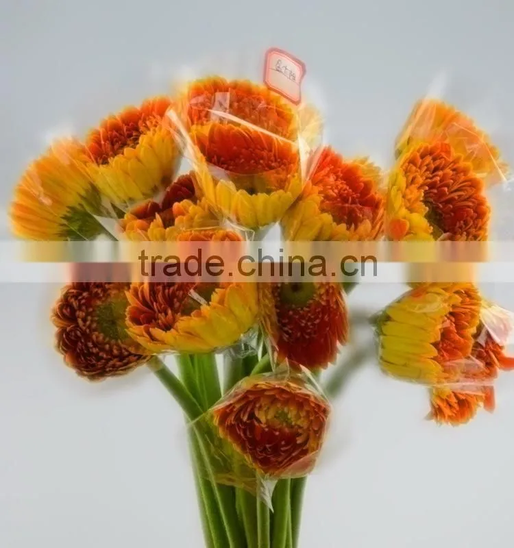 Newest Golden Sun cute gerbera flower