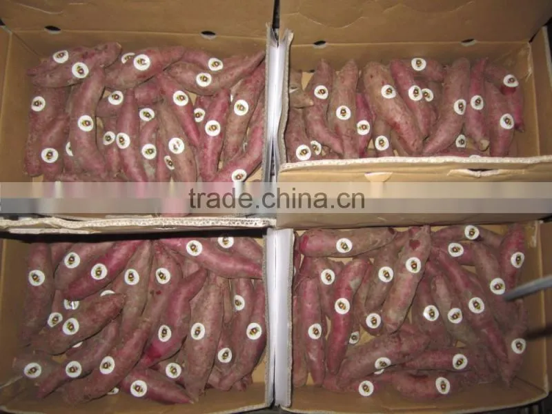 FRESH SWEET POTATO CHEAP PRICE