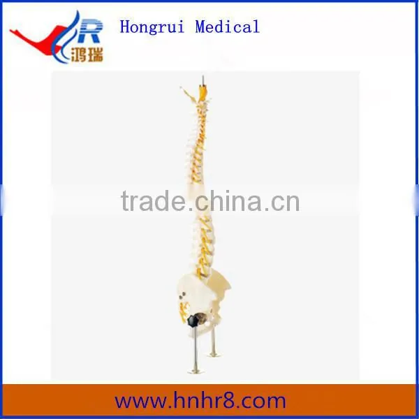 High Quality Vertebral Column with Pelvis Skeleton Model
